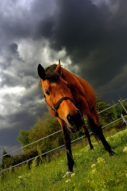 Amazing pictures of horses