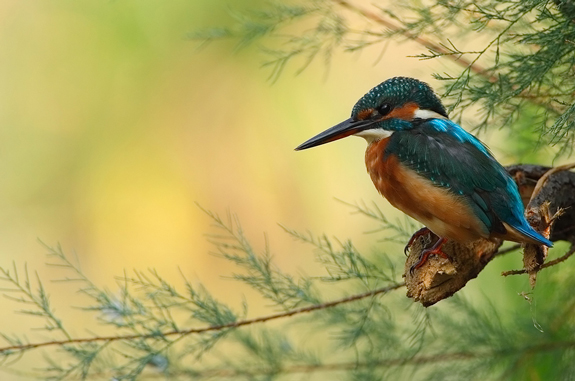 Kingfisher - Nature Photo