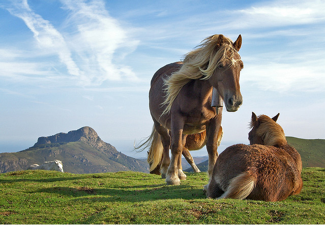 Amazing pictures of horses